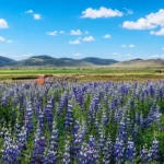 Tarwi plants (Lupinus mutabilis) growing in the Bolivia Andes