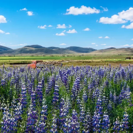 Tarwi plants (Lupinus mutabilis) growing in the Bolivia Andes