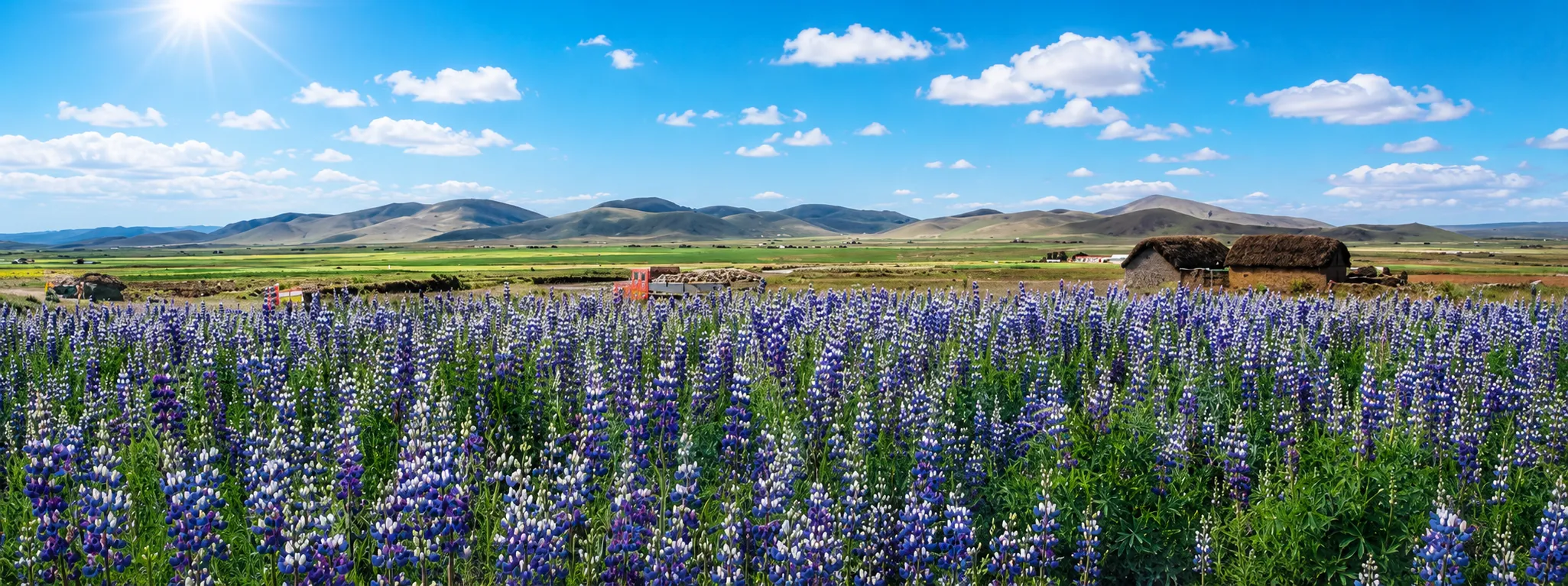 Tarwi plants (Lupinus mutabilis) growing in the Bolivia Andes